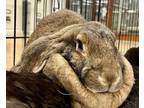 Adopt Cafe / Pee Wee a English Lop