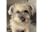 Adopt Jenny a Schnauzer