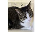 Adopt Marigold a Domestic Short Hair