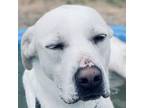 Adopt Pretzel a Yellow Labrador Retriever, Mixed Breed