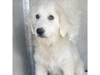 Adopt Peaches a Great Pyrenees