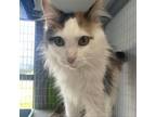 Adopt Delta a Domestic Long Hair