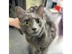 Adopt Chleo a Domestic Short Hair