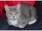 Adopt Iris - 39475 a Domestic Short Hair, Tabby