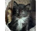 Adopt Natasha a Domestic Medium Hair