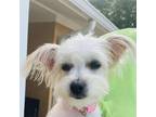 Adopt Addison a Yorkshire Terrier