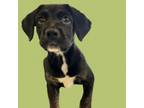 Adopt TUSC-Stray-tu329 a Labrador Retriever, Terrier