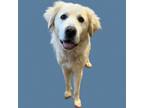 Adopt Mae a Great Pyrenees