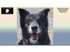 Adopt JUVIA a Border Collie