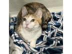 Adopt Katarina a Domestic Short Hair