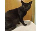 Adopt Ophelia a Domestic Short Hair