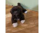 Shih Tzu Puppy for sale in Sanford, NC, USA