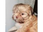 Shih Tzu Puppy for sale in Los Angeles, CA, USA