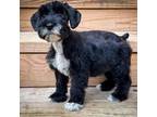 Schnauzer (Miniature) Puppy for sale in Parsons, TN, USA