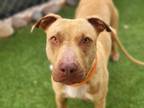 Adopt ANDRIA a Pit Bull Terrier