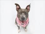 Adopt BECCA a Pit Bull Terrier, Mixed Breed