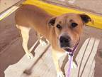 Adopt EVA a Labrador Retriever, Pit Bull Terrier