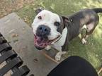 Adopt UDON a Pit Bull Terrier