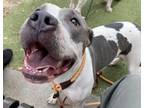 Adopt PRINCESS a Pit Bull Terrier