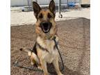 Adopt ESTRELLA a German Shepherd Dog