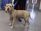 Adopt ABBEY a Pit Bull Terrier, Mixed Breed