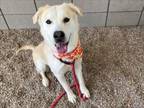 Adopt GLENDA a Labrador Retriever