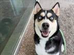 Adopt PAYTON a Siberian Husky