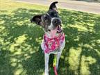 Adopt JOLLY a Australian Cattle Dog / Blue Heeler, Mixed Breed