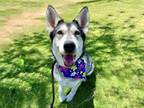 Adopt PHOEBE a Siberian Husky