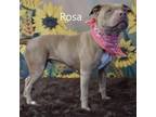 Adopt Rosa a Pit Bull Terrier