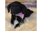 Adopt Twinkle a Terrier