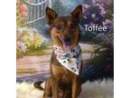 Adopt Toffee a Terrier