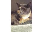 Adopt Patches a Dilute Calico