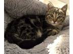 Adopt Tabitha a Domestic Medium Hair, Domestic Short Hair