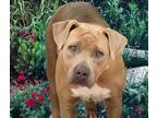 Adopt ABBIE* a Pit Bull Terrier