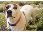 Adopt ZOOMIE a Pit Bull Terrier, Mixed Breed