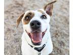 Adopt ZOOMIE a Pit Bull Terrier, Mixed Breed