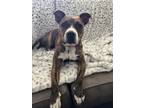 Adopt Harlow a Pit Bull Terrier