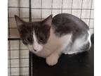 Adopt Zelda a Domestic Short Hair