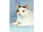 Adopt Anabelle a Domestic Short Hair, Turkish Van