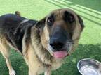 Adopt MOLLY a German Shepherd Dog