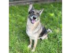 Adopt ROSE a German Shepherd Dog, Mixed Breed