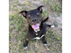 Adopt MISSY a Labrador Retriever