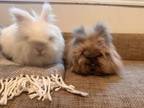 Adopt Max and Eloise (bonded pair) a Bunny Rabbit