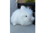 Adopt Eloise (part of bonded pair) a Bunny Rabbit