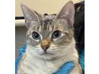 Adopt Dulce a Domestic Short Hair