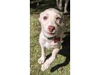 Adopt Caprese a Labrador Retriever, Terrier