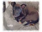 Adopt Lulu a Terrier