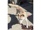 Adopt PHEONIX a Siberian Husky