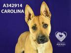 Adopt CAROLINA a Carolina Dog, Mixed Breed